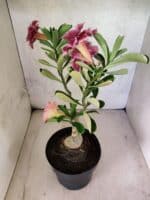 ENXERTO 12585 – 30cm (cor LM 741 e LM 1013) - Imagem 9