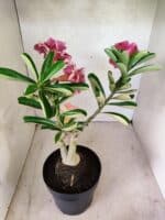 ENXERTO 12585 – 30cm (cor LM 741 e LM 1013) - Imagem 6