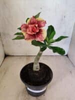 ENXERTO 12586 – 20cm (cor LM 781) - Imagem 2