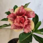 ENXERTO 12586 – 20cm (cor LM 781)