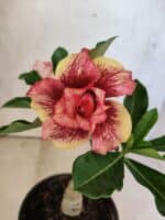 ENXERTO 12586 – 20cm (cor LM 781)