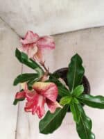 ENXERTO 12586 – 20cm (cor LM 781) - Imagem 4