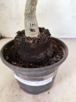 ENXERTO 12586 – 20cm (cor LM 781) - Imagem 6