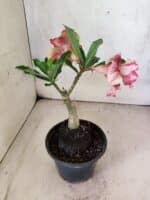 ENXERTO 12586 – 20cm (cor LM 781) - Imagem 5