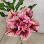 ENXERTO 12587 – 20cm (cor LM 964)