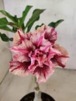 ENXERTO 12587 – 20cm (cor LM 964)