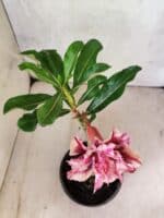 ENXERTO 12587 – 20cm (cor LM 964) - Imagem 4