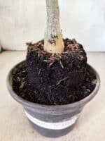 ENXERTO 12587 – 20cm (cor LM 964) - Imagem 6