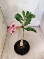 ENXERTO 12587 – 20cm (cor LM 964) - Imagem 5