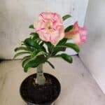 ENXERTO 12588 – 20cm (cor LM 1013)