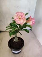 ENXERTO 12588 – 20cm (cor LM 1013)