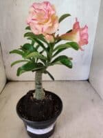 ENXERTO 12588 – 20cm (cor LM 1013) - Imagem 5