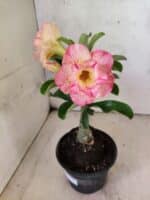 ENXERTO 12588 – 20cm (cor LM 1013) - Imagem 4