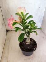 ENXERTO 12588 – 20cm (cor LM 1013) - Imagem 6