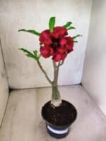 ENXERTO 12589 – 25cm (cor LM 867) - Imagem 2