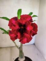 ENXERTO 12589 – 25cm (cor LM 867) - Imagem 3