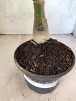 ENXERTO 12589 – 25cm (cor LM 867) - Imagem 7