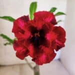 ENXERTO 12589 – 25cm (cor LM 867)