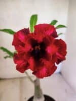 ENXERTO 12589 – 25cm (cor LM 867)