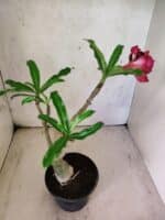 ENXERTO 12589 – 25cm (cor LM 867) - Imagem 5