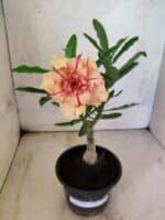 ENXERTO 12590 – 20cm (cor LM 987) - Imagem 2