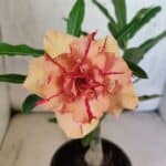 ENXERTO 12590 – 20cm (cor LM 987)