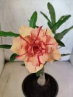 ENXERTO 12590 – 20cm (cor LM 987)