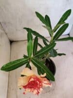 ENXERTO 12590 – 20cm (cor LM 987) - Imagem 4