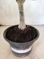 ENXERTO 12590 – 20cm (cor LM 987) - Imagem 6