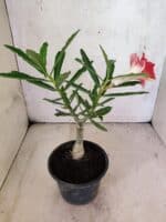 ENXERTO 12590 – 20cm (cor LM 987) - Imagem 5