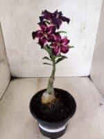 ENXERTO 12591 – 20cm (cor LM 989) - iD: Estrela Purpura - Imagem 2