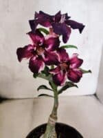 ENXERTO 12591 – 20cm (cor LM 989) - iD: Estrela Purpura