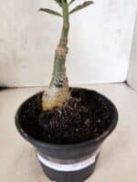 ENXERTO 12591 – 20cm (cor LM 989) - iD: Estrela Purpura - Imagem 5