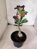 ENXERTO 12591 – 20cm (cor LM 989) - iD: Estrela Purpura - Imagem 4