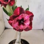 ENXERTO 12592 – 20cm (cor LM 889)