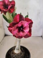 ENXERTO 12592 – 20cm (cor LM 889)