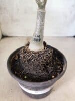 ENXERTO 12592 – 20cm (cor LM 889) - Imagem 5