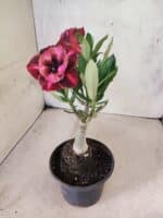 ENXERTO 12592 – 20cm (cor LM 889) - Imagem 4