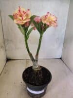 ENXERTO 12593 – 20cm (cor LM 918) - Imagem 2