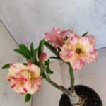 ENXERTO 12593 – 20cm (cor LM 918)