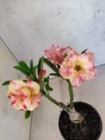 ENXERTO 12593 – 20cm (cor LM 918)