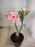 ENXERTO 12593 – 20cm (cor LM 918) - Imagem 4