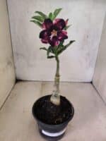 ENXERTO 12594 – 20cm (cor LM 989) - iD: Estrela Purpura - Imagem 2