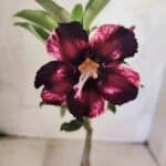 ENXERTO 12594 – 20cm (cor LM 989) - iD: Estrela Purpura