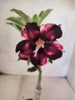 ENXERTO 12594 – 20cm (cor LM 989) - iD: Estrela Purpura