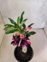 ENXERTO 12594 – 20cm (cor LM 989) - iD: Estrela Purpura - Imagem 4