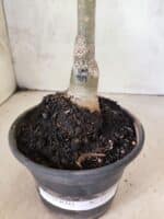 ENXERTO 12594 – 20cm (cor LM 989) - iD: Estrela Purpura - Imagem 6