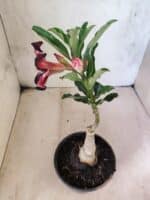 ENXERTO 12594 – 20cm (cor LM 989) - iD: Estrela Purpura - Imagem 5