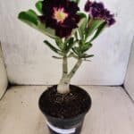 ENXERTO 12595 – 20cm (cor LM 916)