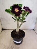 ENXERTO 12595 – 20cm (cor LM 916)